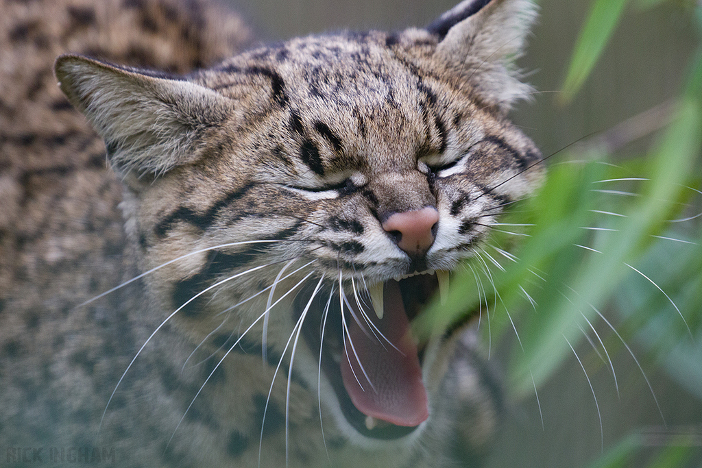 Geoffroy's Cat