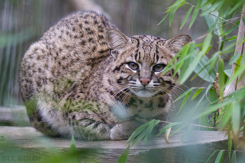 Geoffroy's Cat