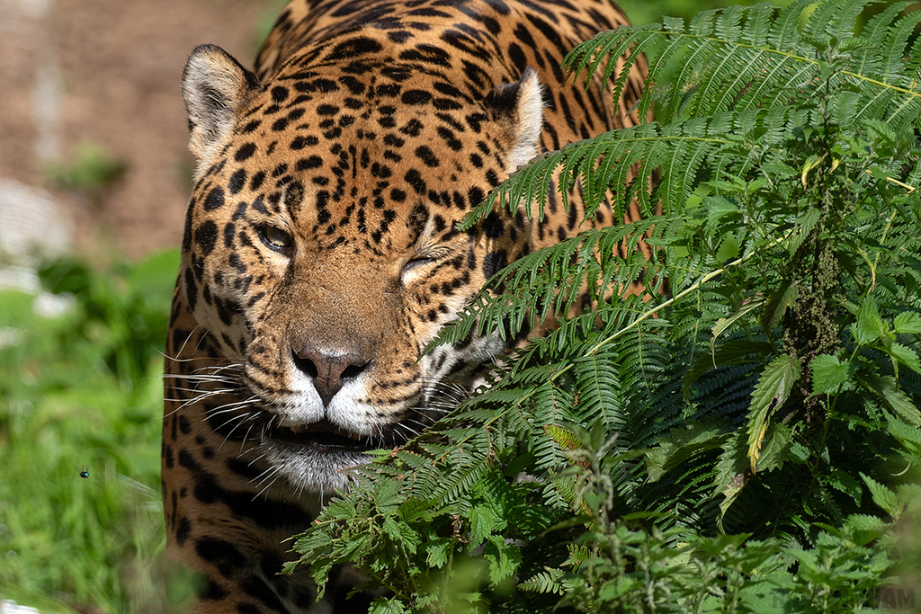 Jaguar