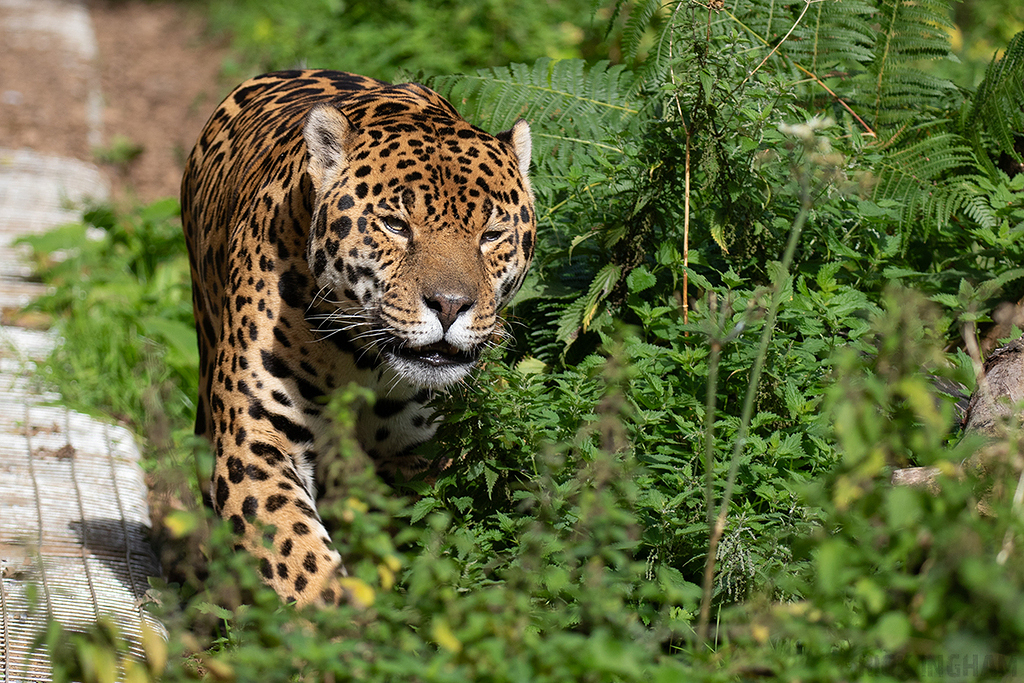 Jaguar