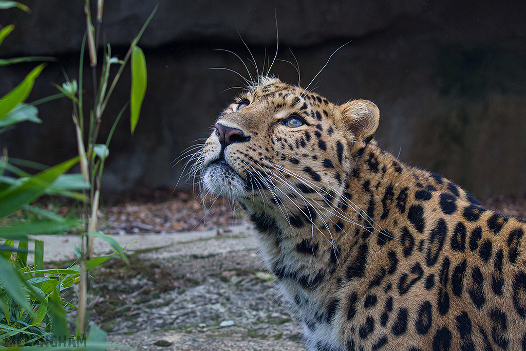 Amur Leopard