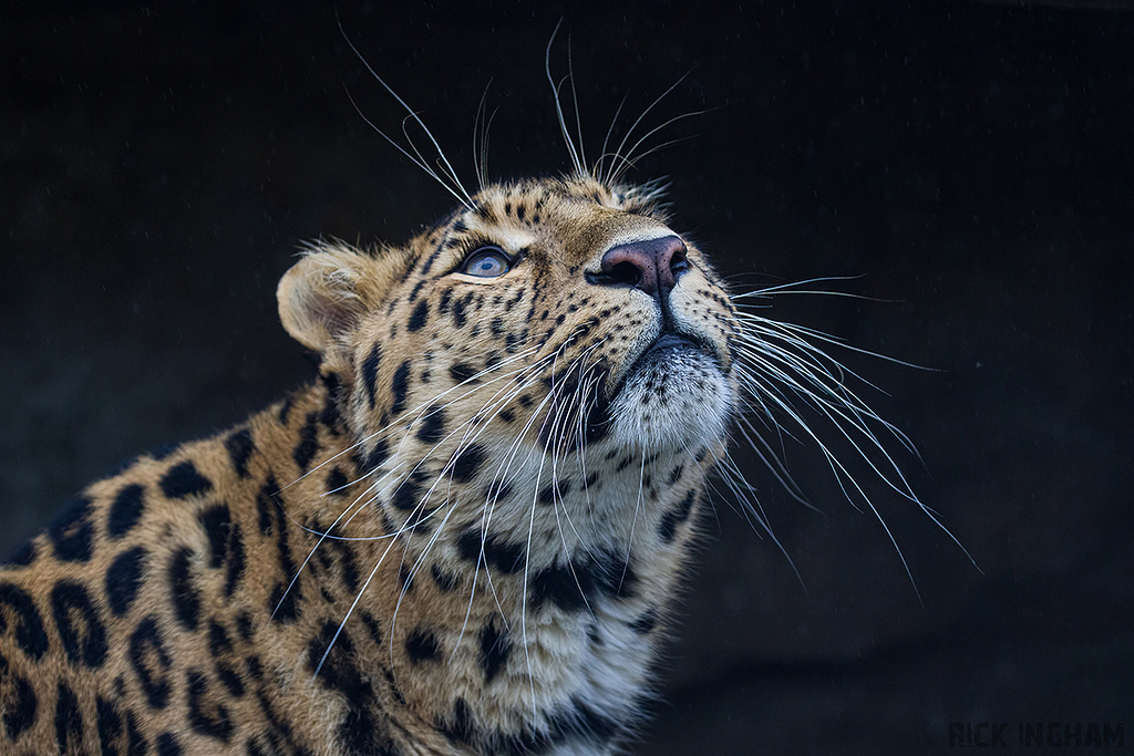 Amur Leopard