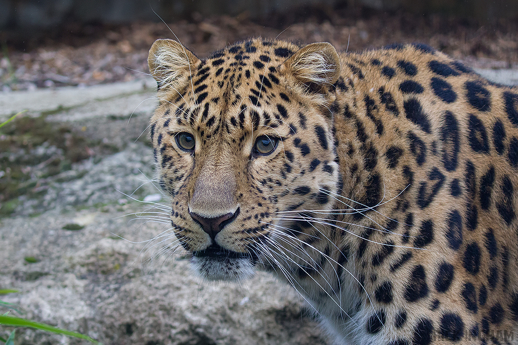 Amur Leopard