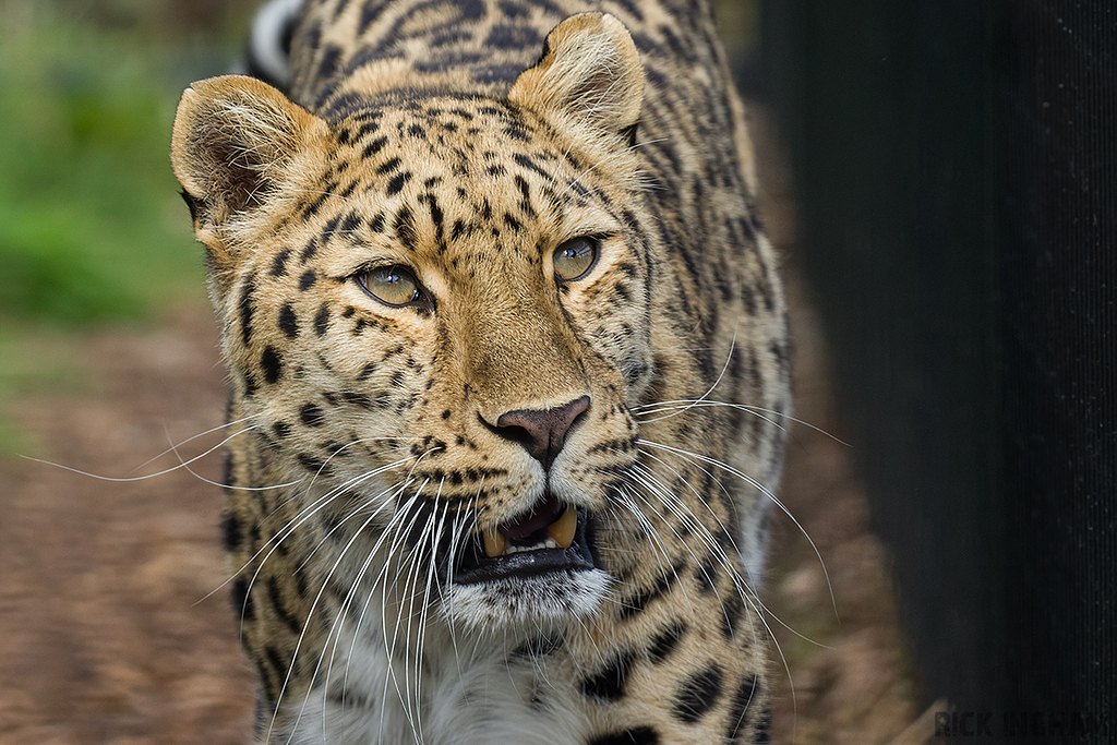Amur Leopard