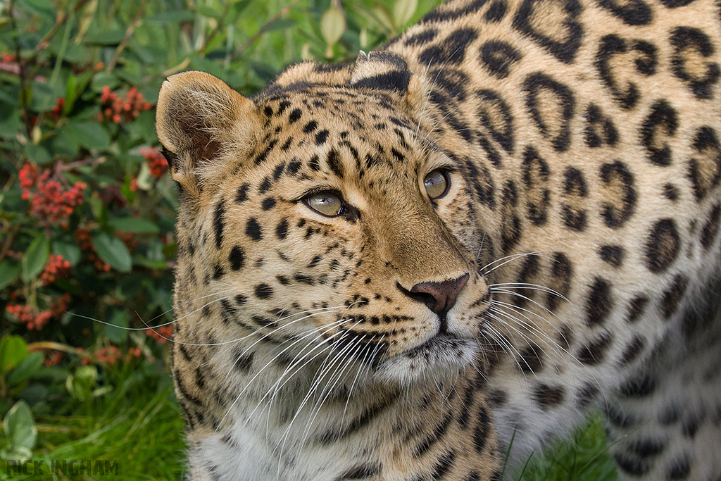 Amur Leopard