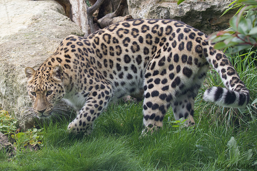 Amur Leopard