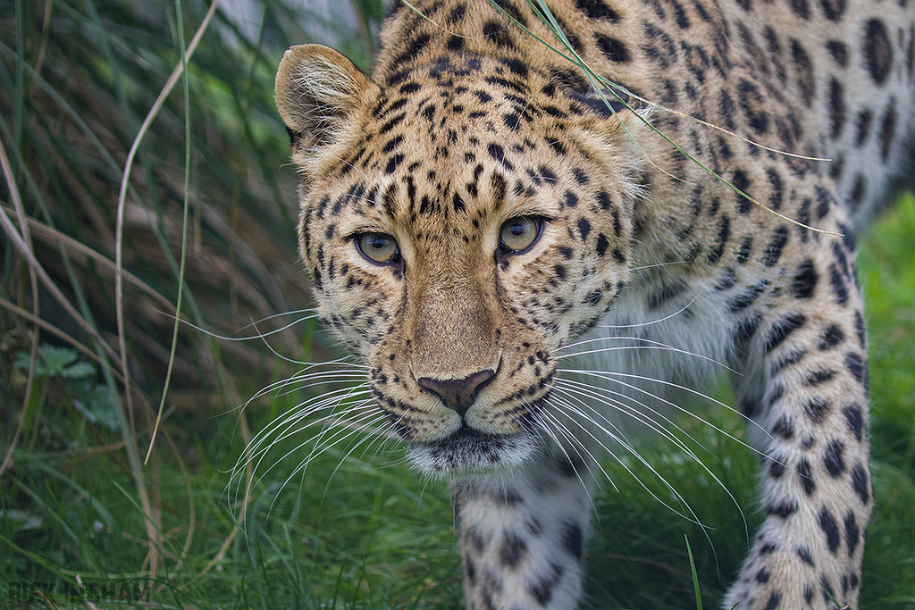 Amur Leopard