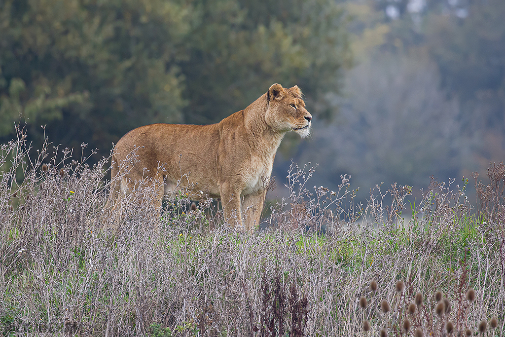 African Lion