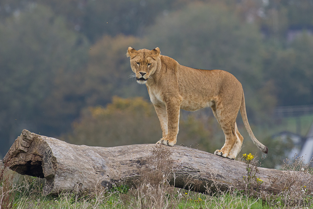 African Lion