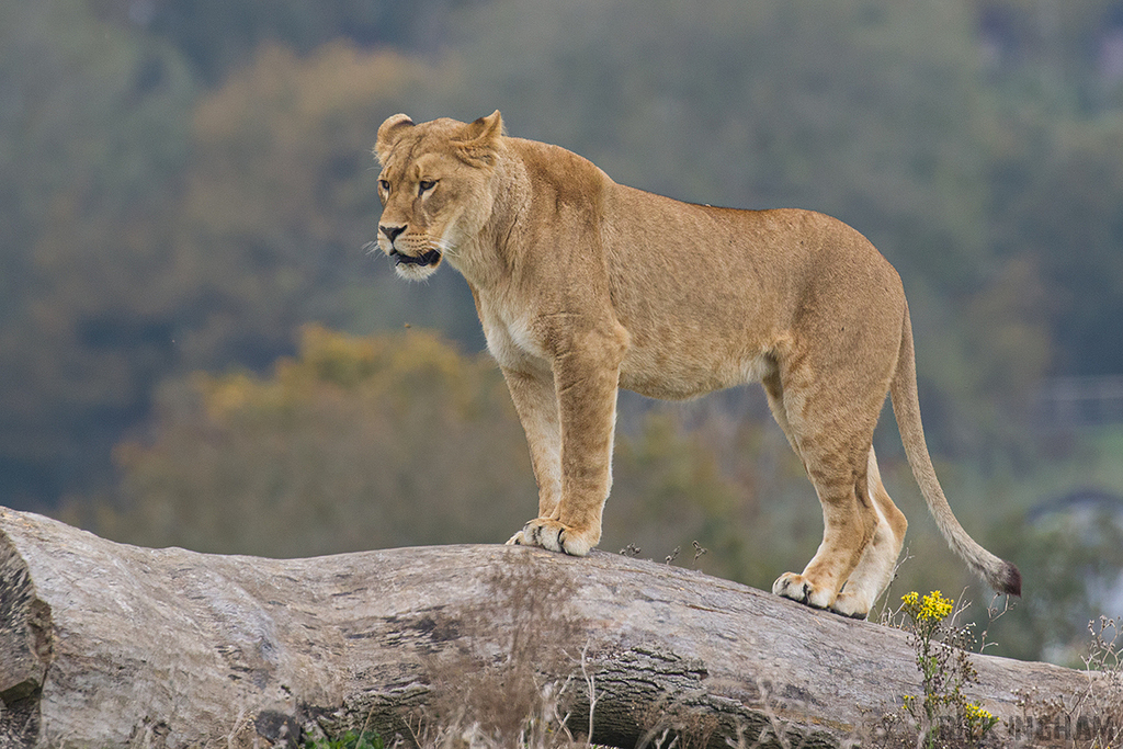 African Lion