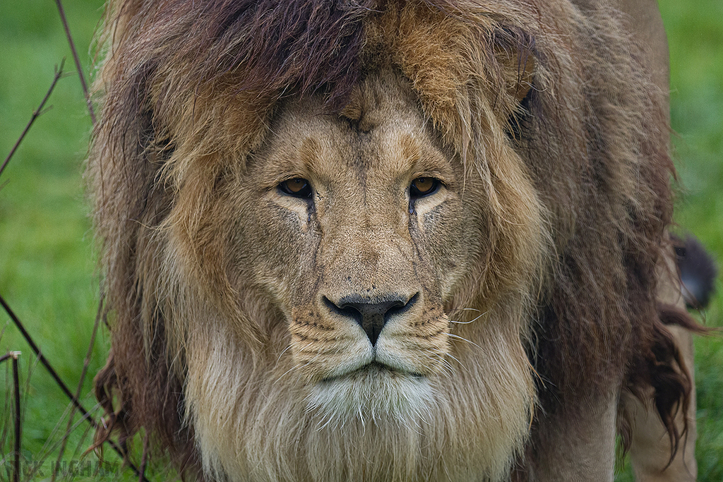 African Lion