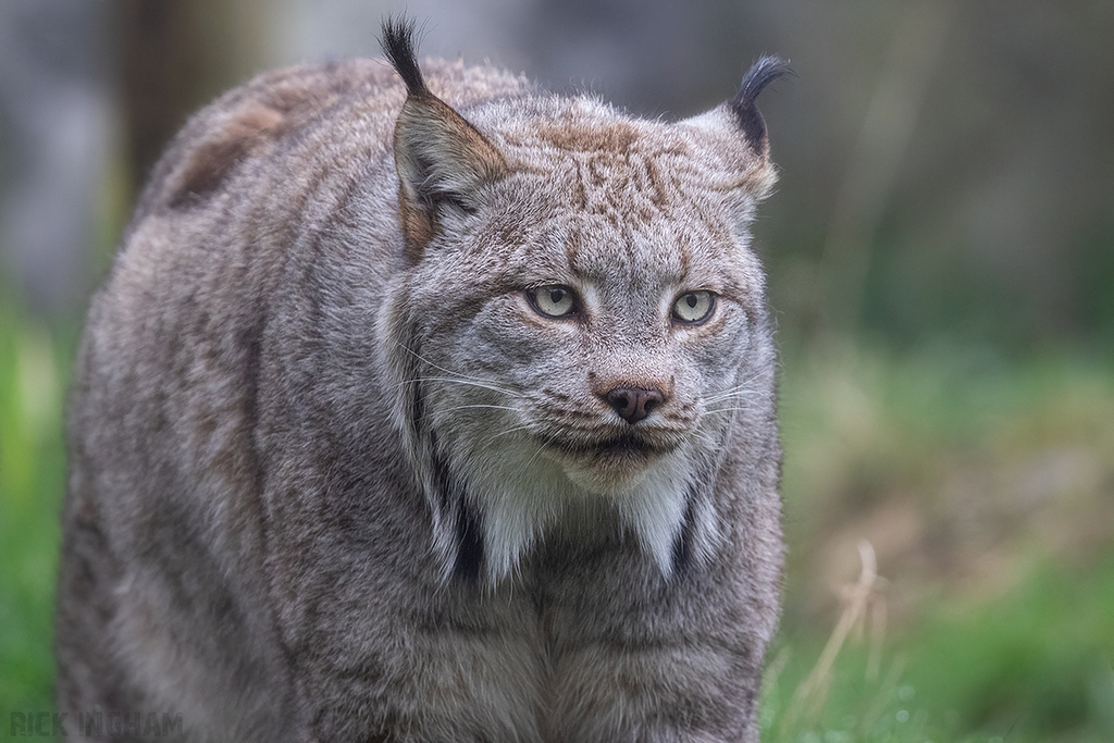 Canadian Lynx