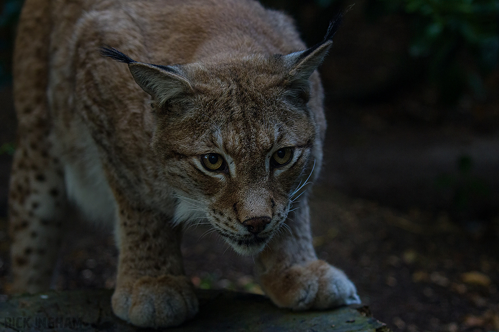 Eurasian Lynx