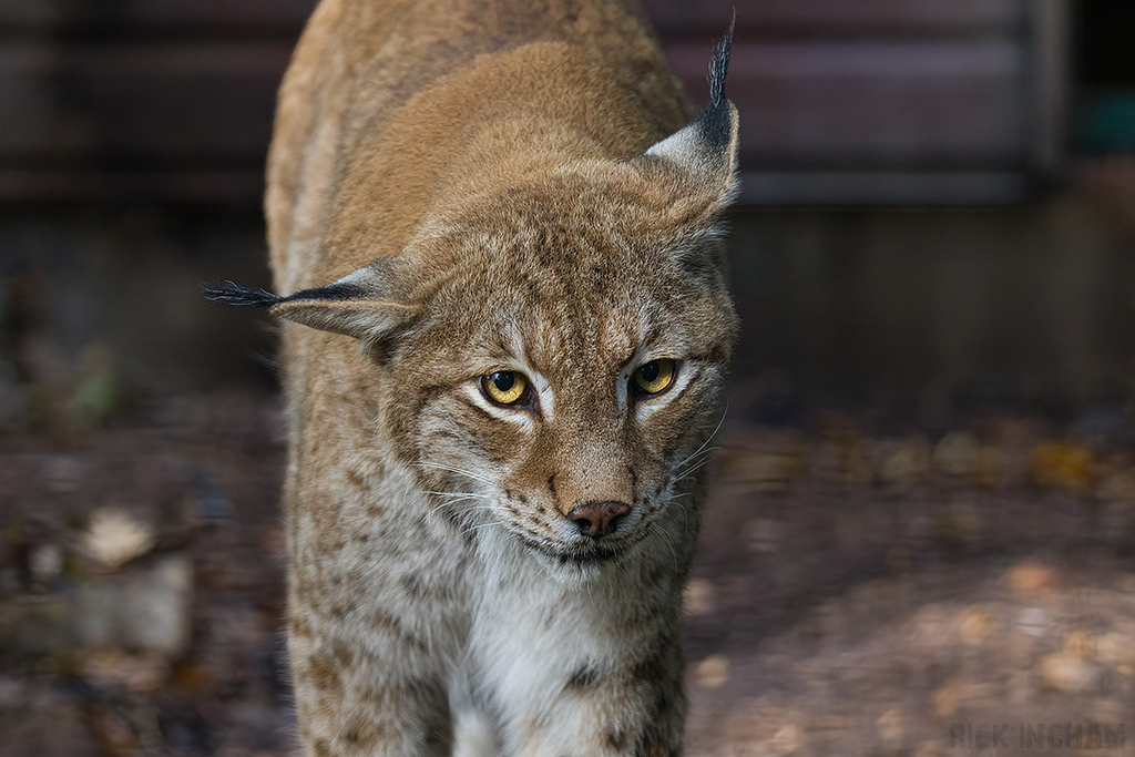 Eurasian Lynx