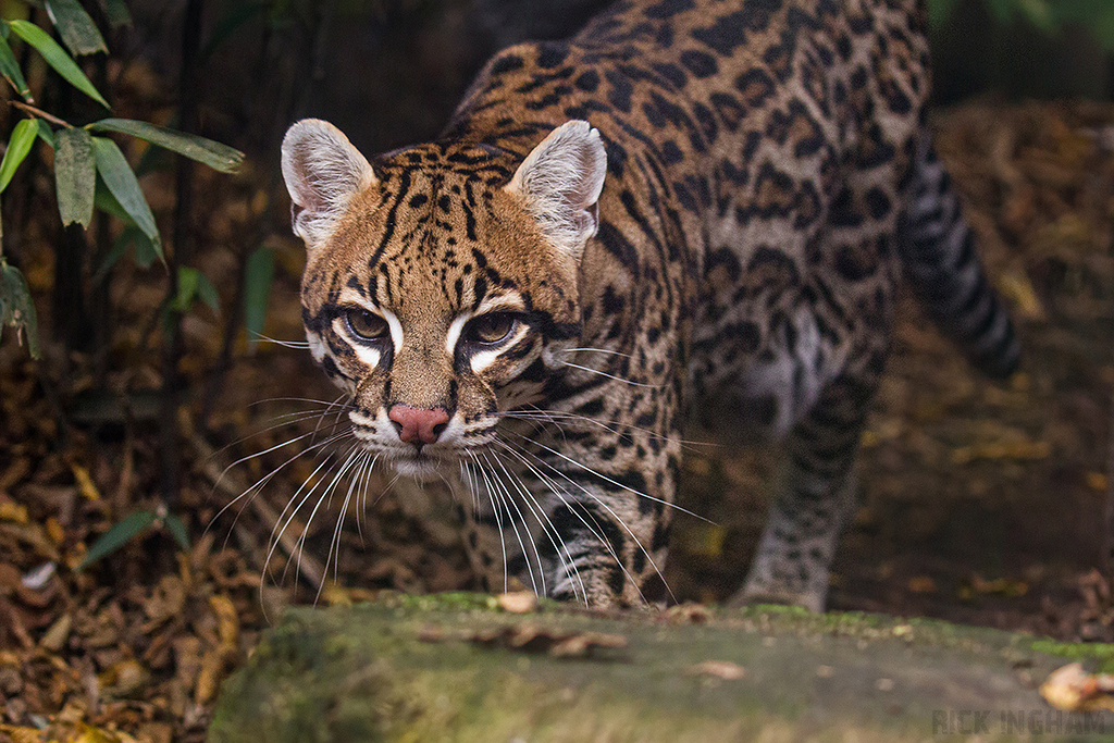 Ocelot