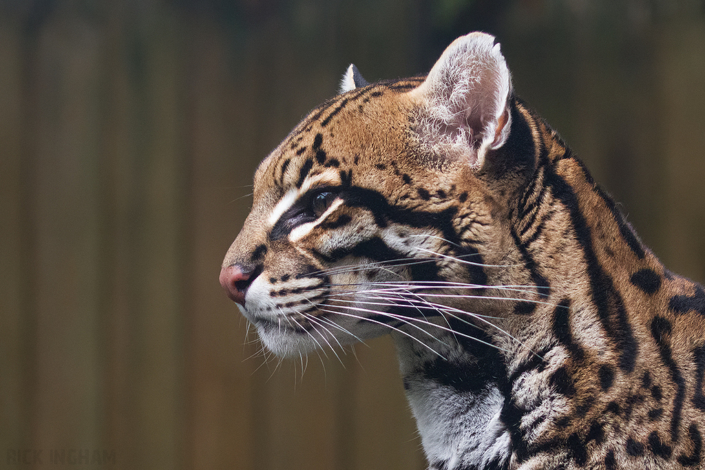 Ocelot