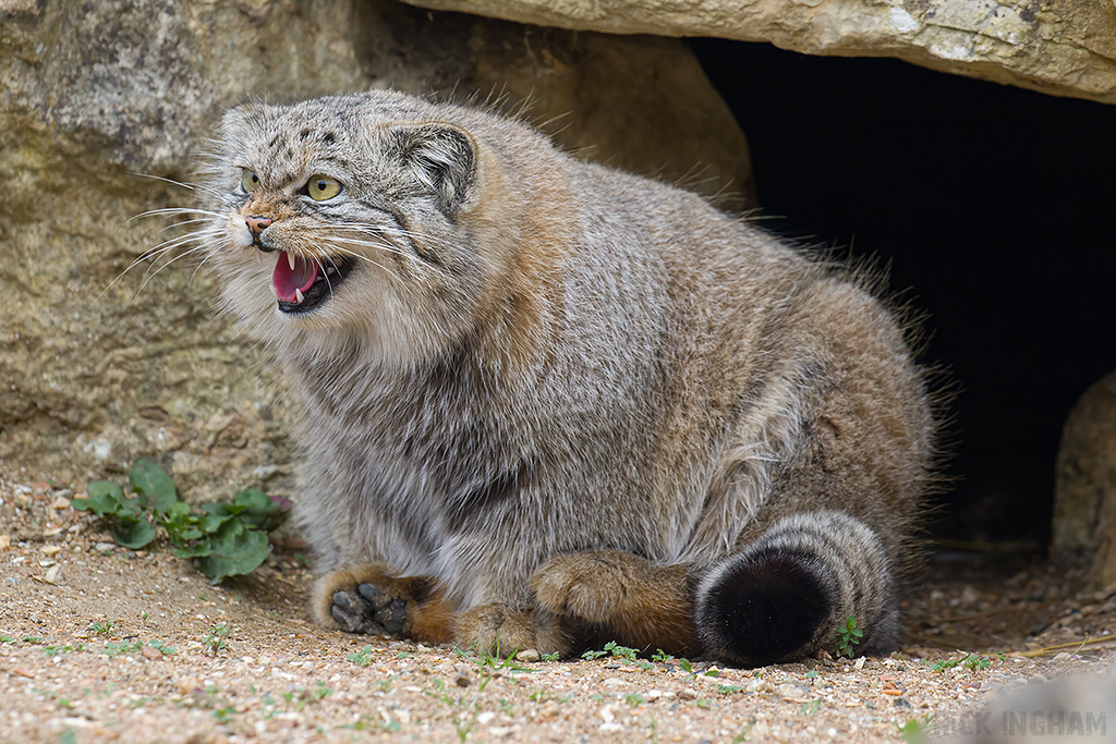 Pallas Cat