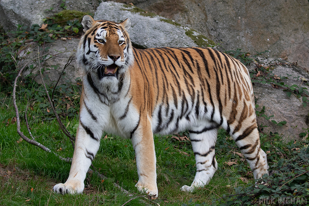 Amur Tiger