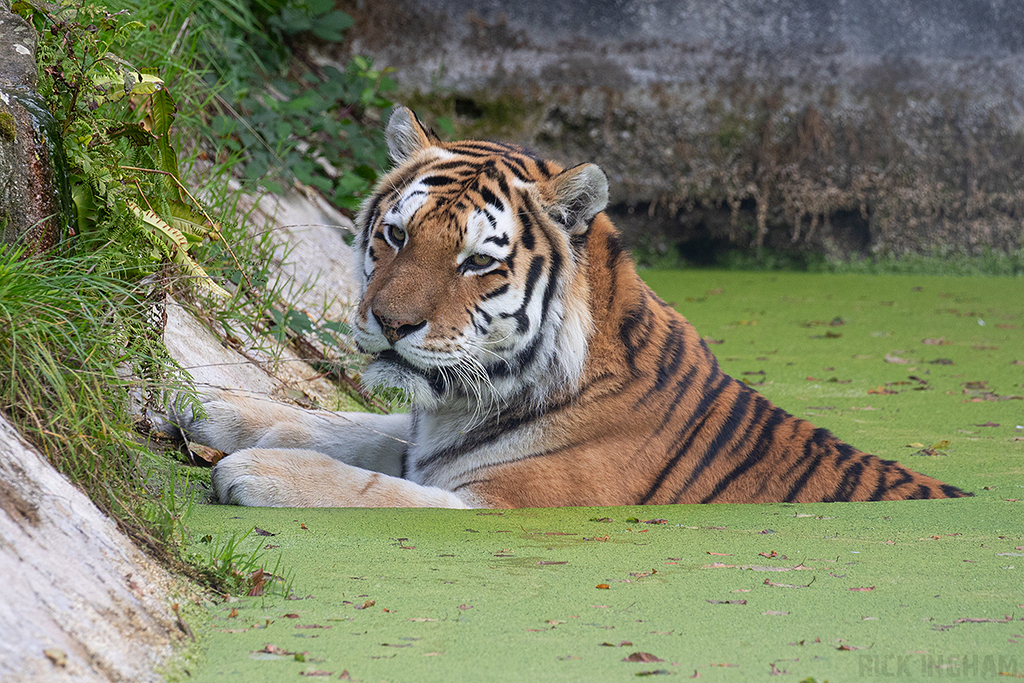 Amur Tiger