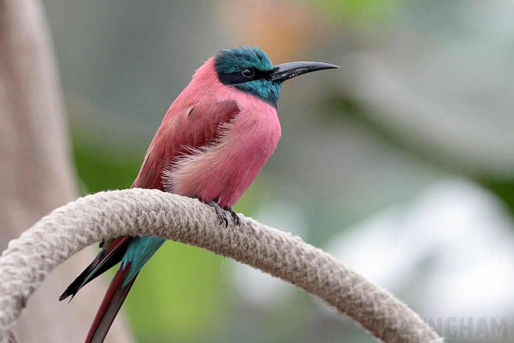 Northern Carmine Bee-eater