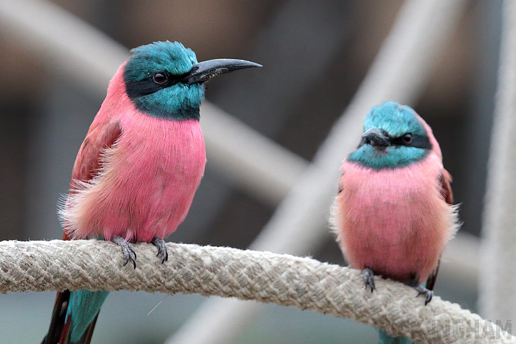 Northern Carmine Bee-eater