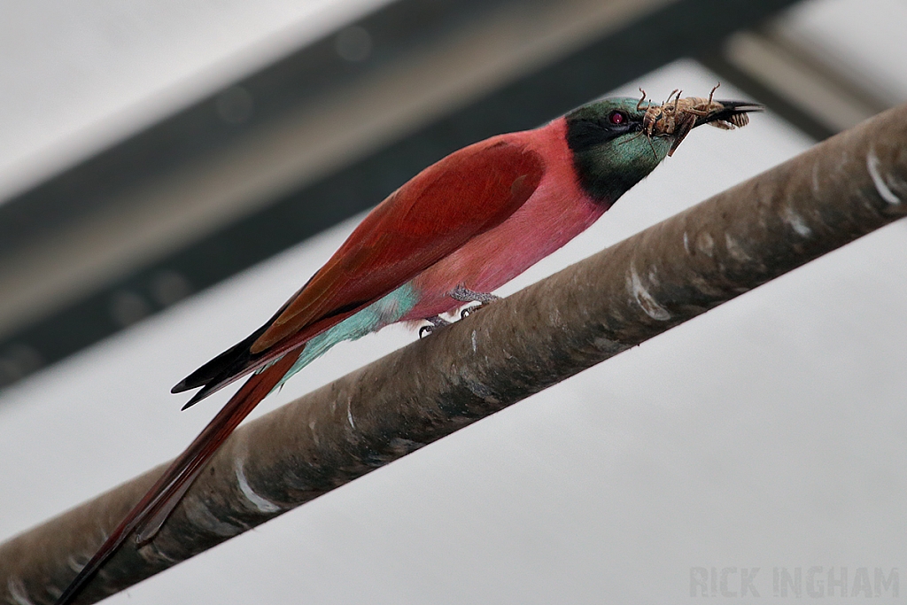 Northern Carmine Bee-eater