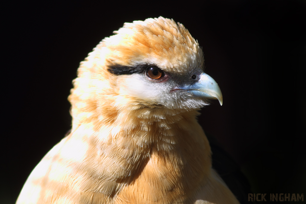 Yellow Headed Caracara