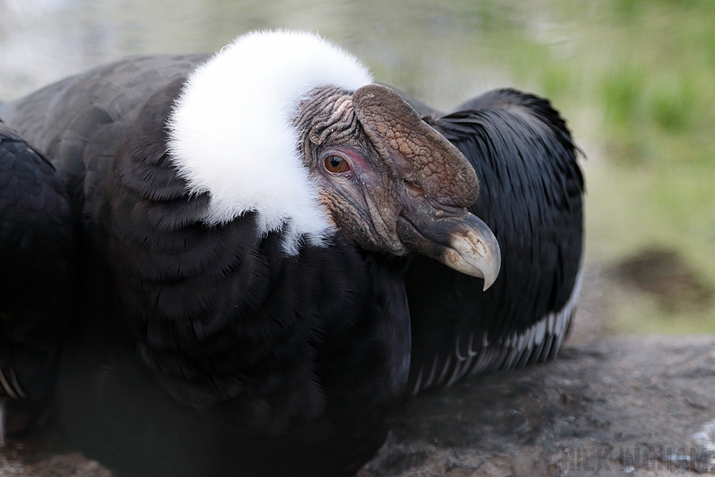 Andean Condor