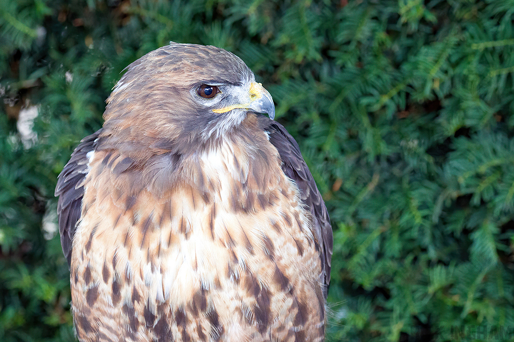Tawny Eagle