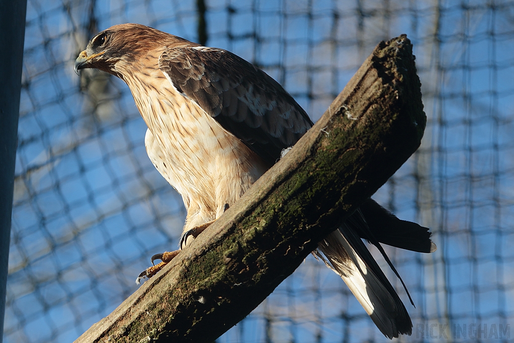 Booted Eagle