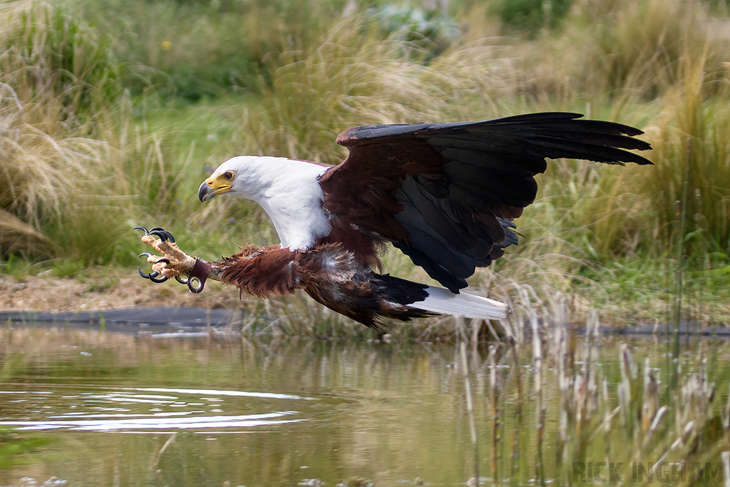 African Fish Eagle