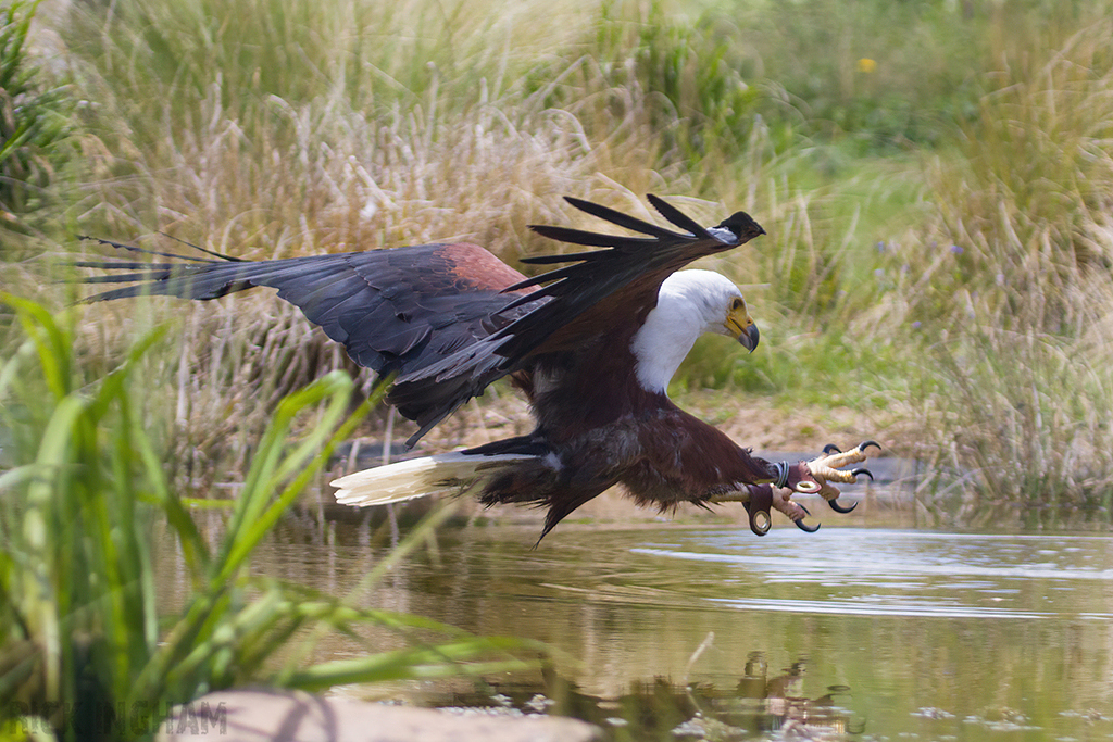 African Fish Eagle