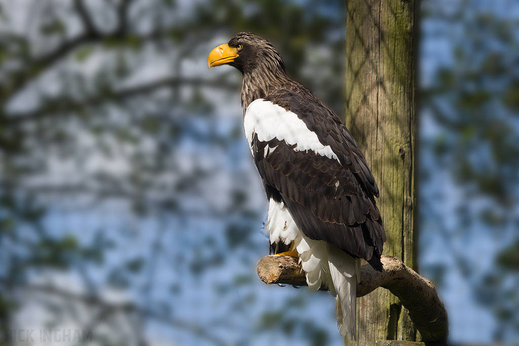Stellar's Sea Eagle