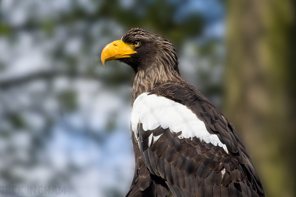 Stellar's Sea Eagle