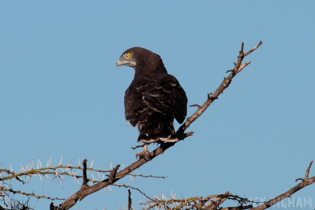 Black Chested Snake Eagle