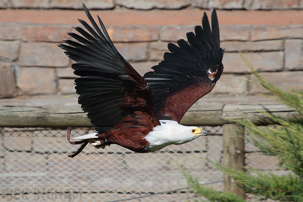 African Fish Eagle