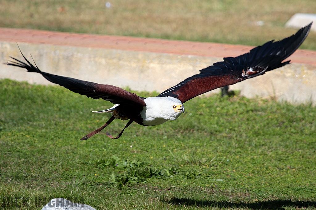 African Fish Eagle
