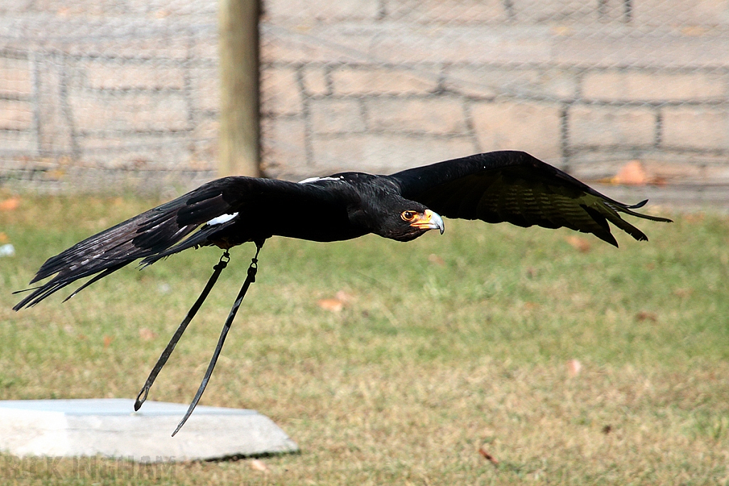 Verreaux's Eagle