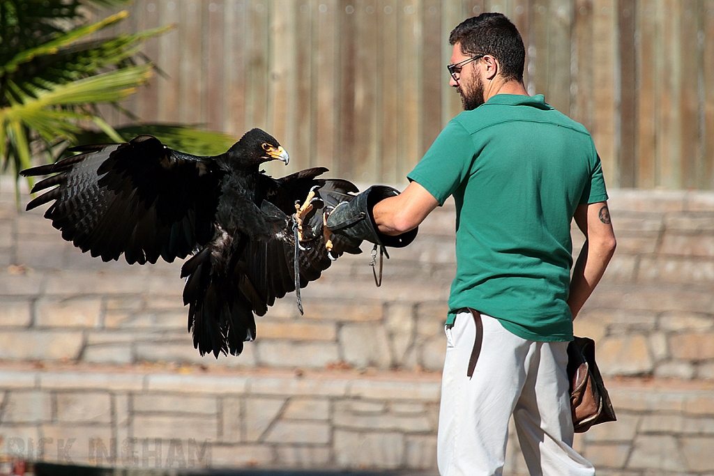 Verreaux's Eagle