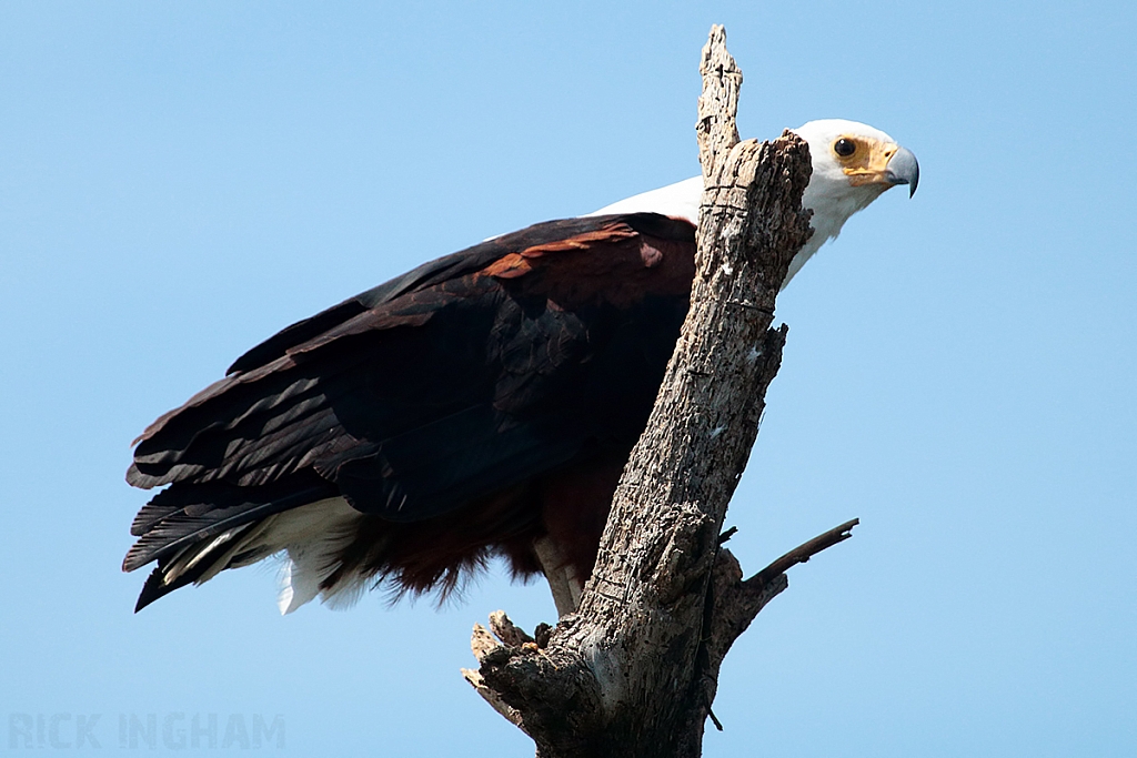 African Fish Eagle