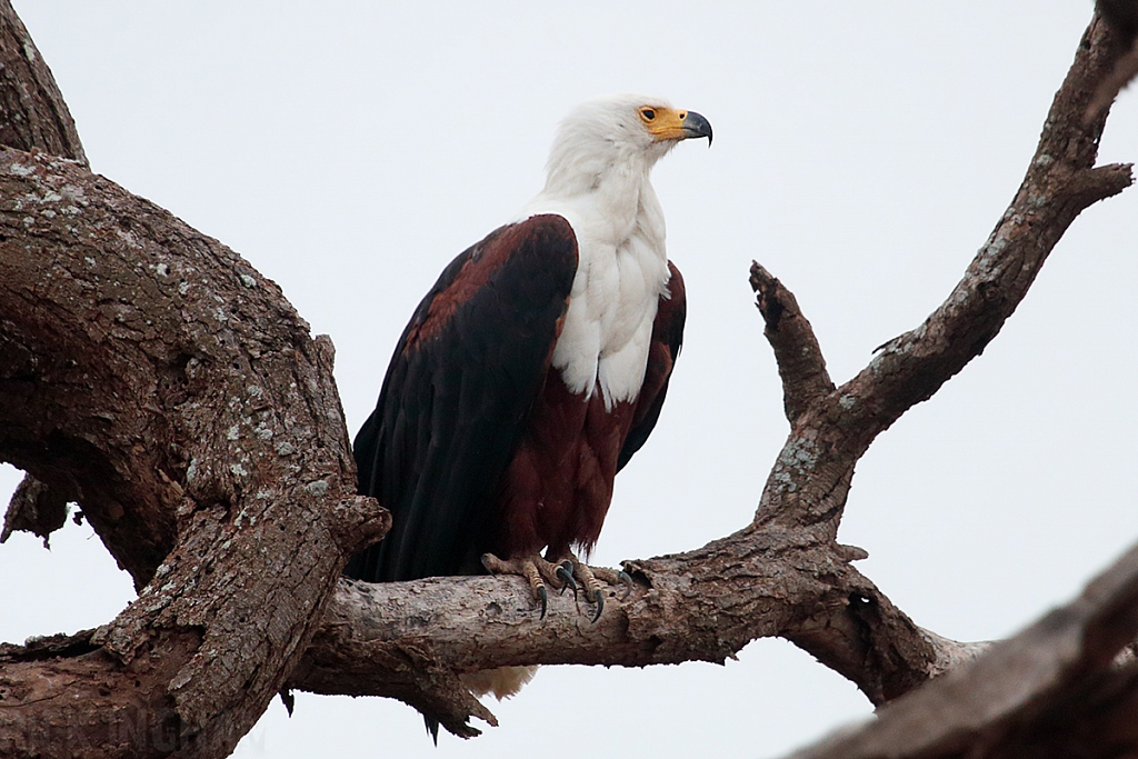 African Fish Eagle