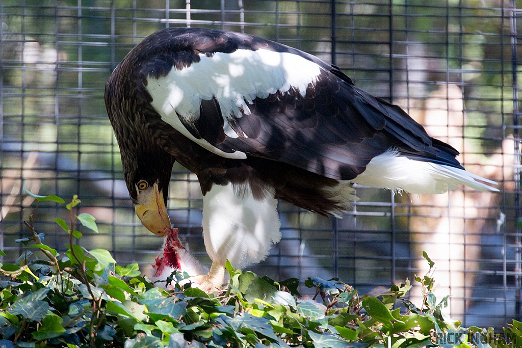 Steller's Sea-eagle