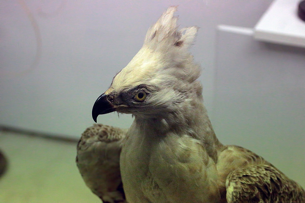 White Crested Eagle Taxidermy