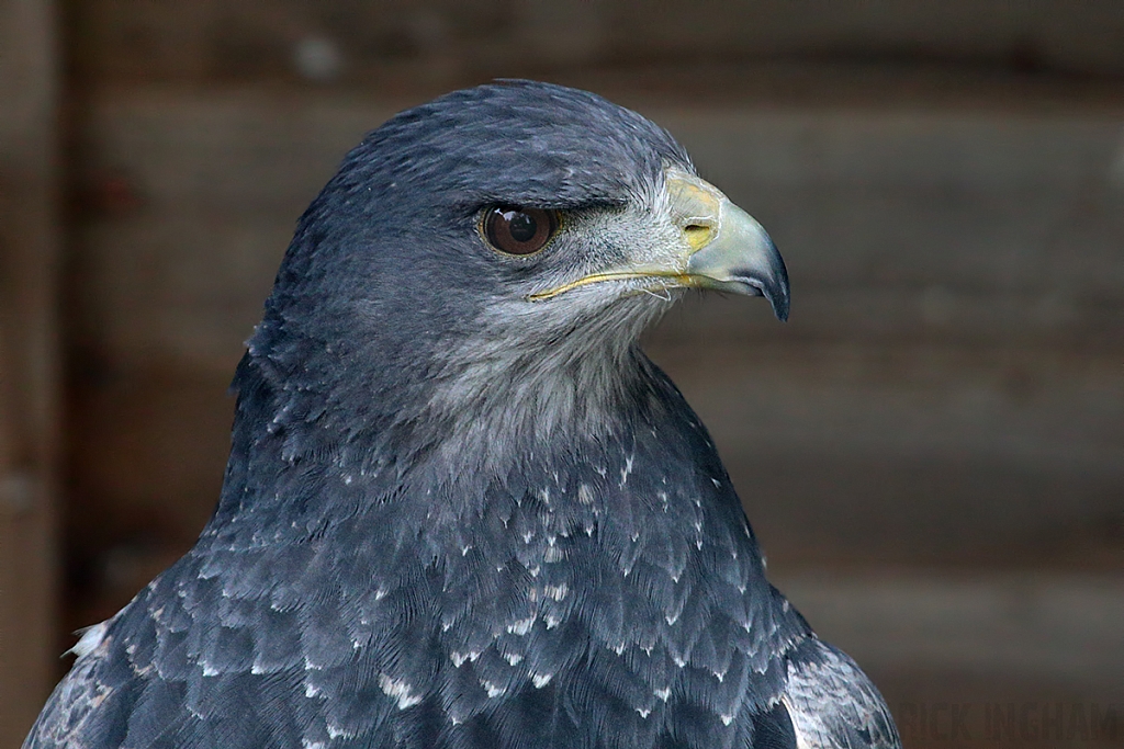 Black Chested Buzzard Eagle