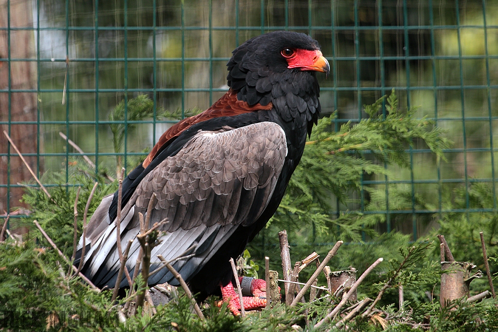 Bateleur Eagle