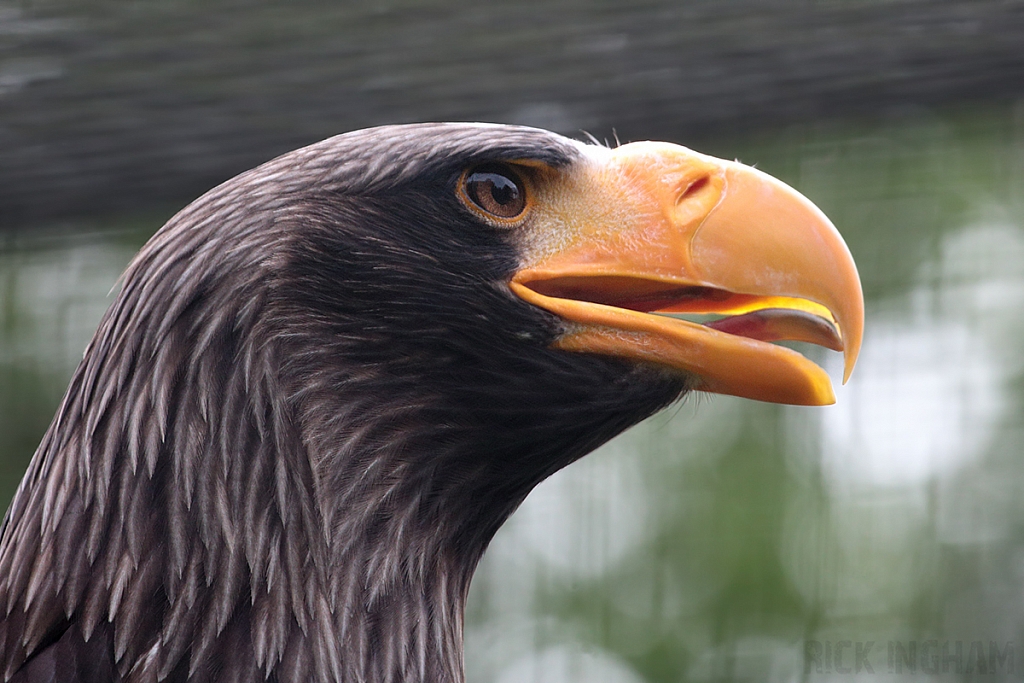 Stellar's Sea Eagle