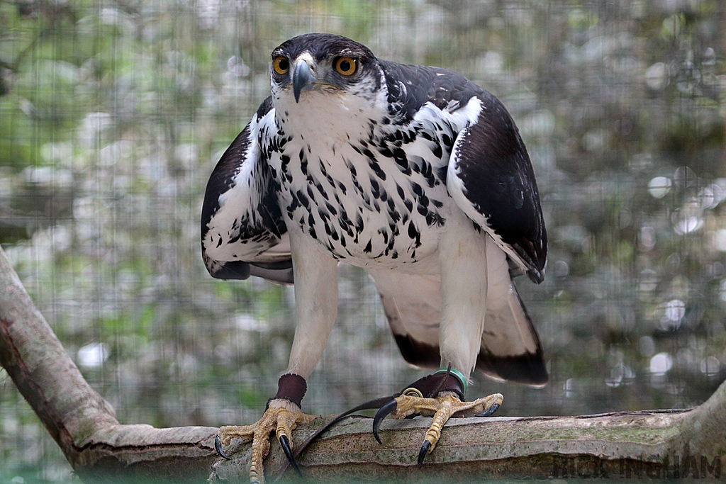 African Hawk Eagle