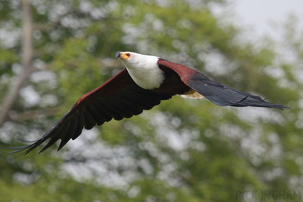 African Fish Eagle