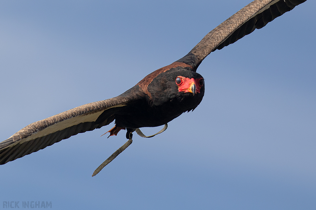 Bateleur Eagle