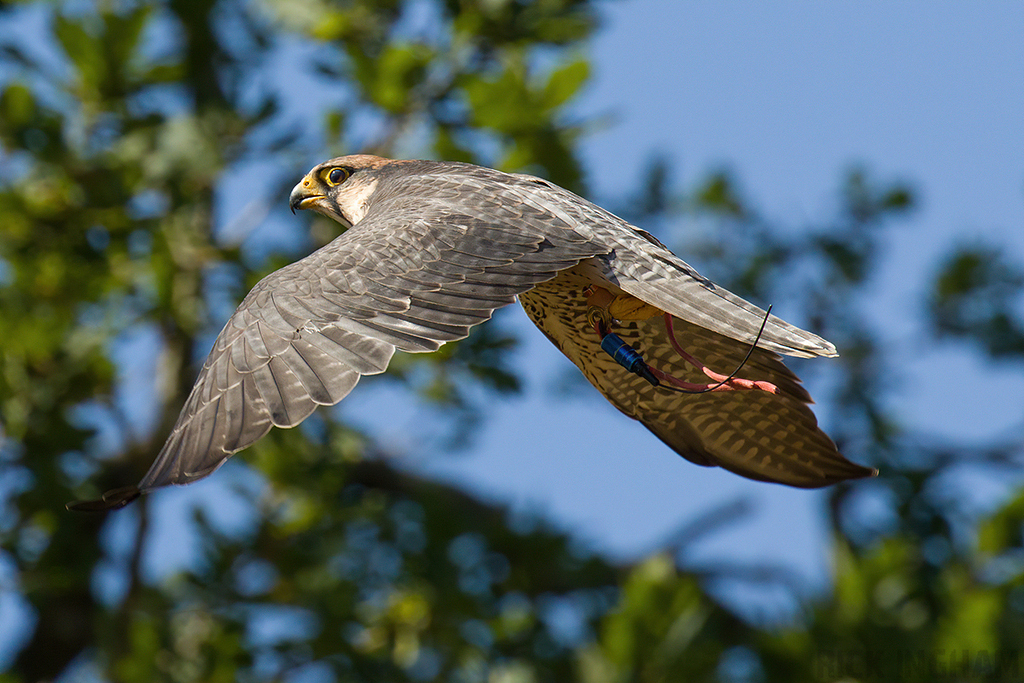 Lanner Falcon